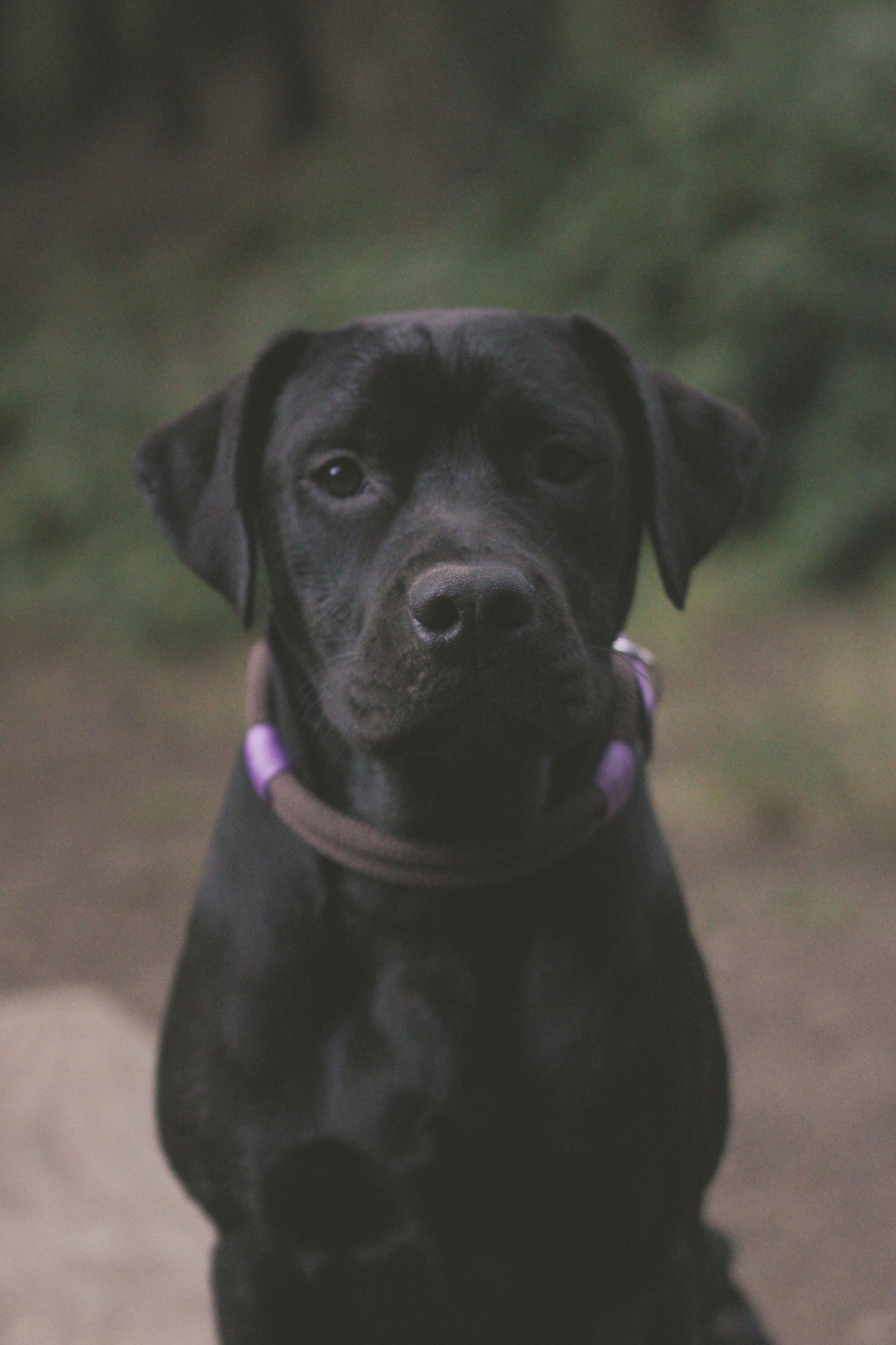 Pathfinder Heritage Collar - Chocolate Brown
