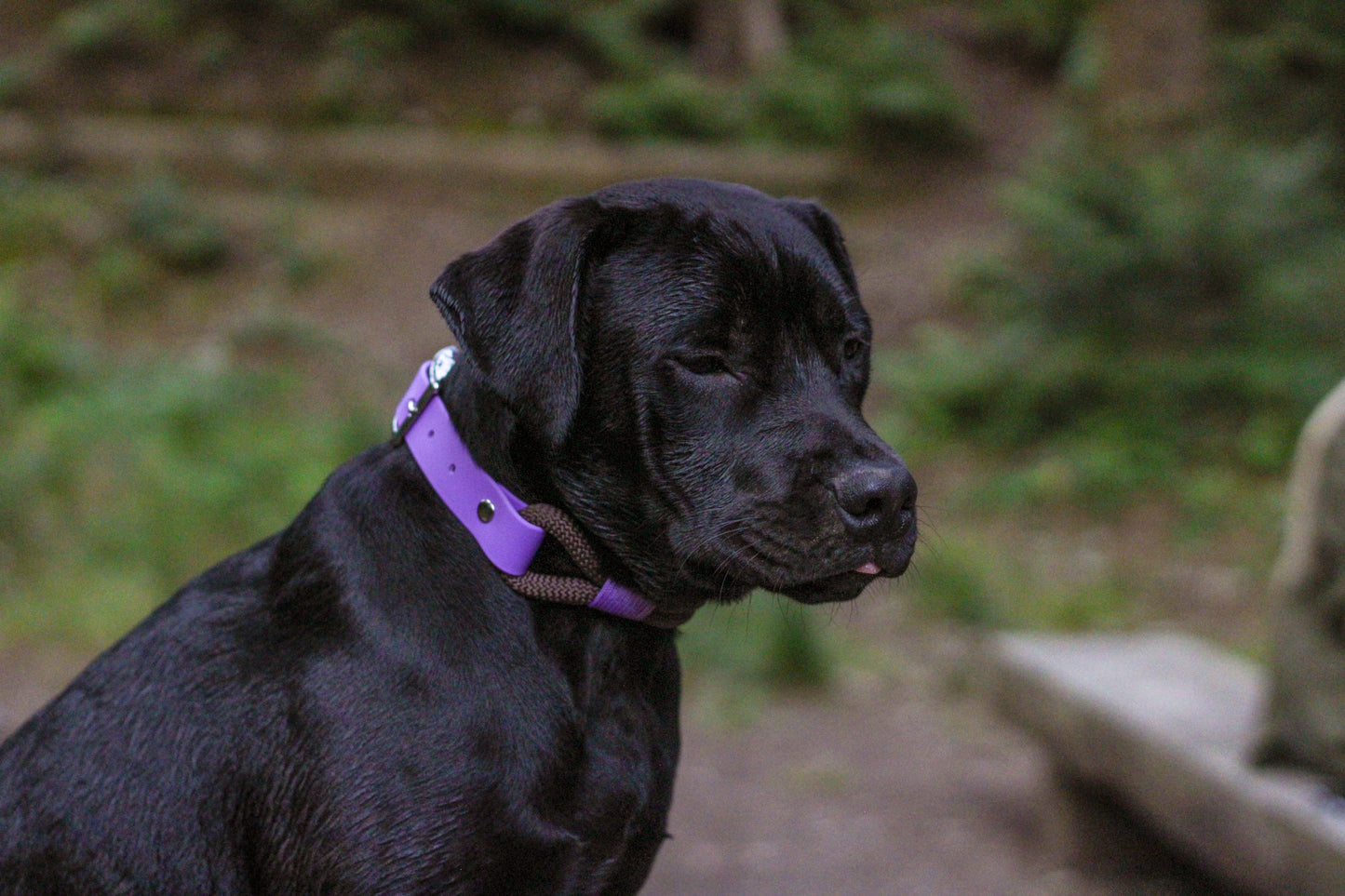 Pathfinder Heritage Collar - Chocolate Brown