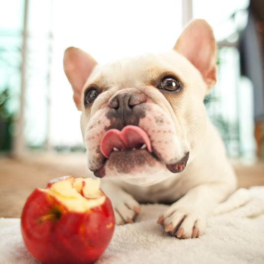 Which Fruits and Veggies Can My Dog Eat?