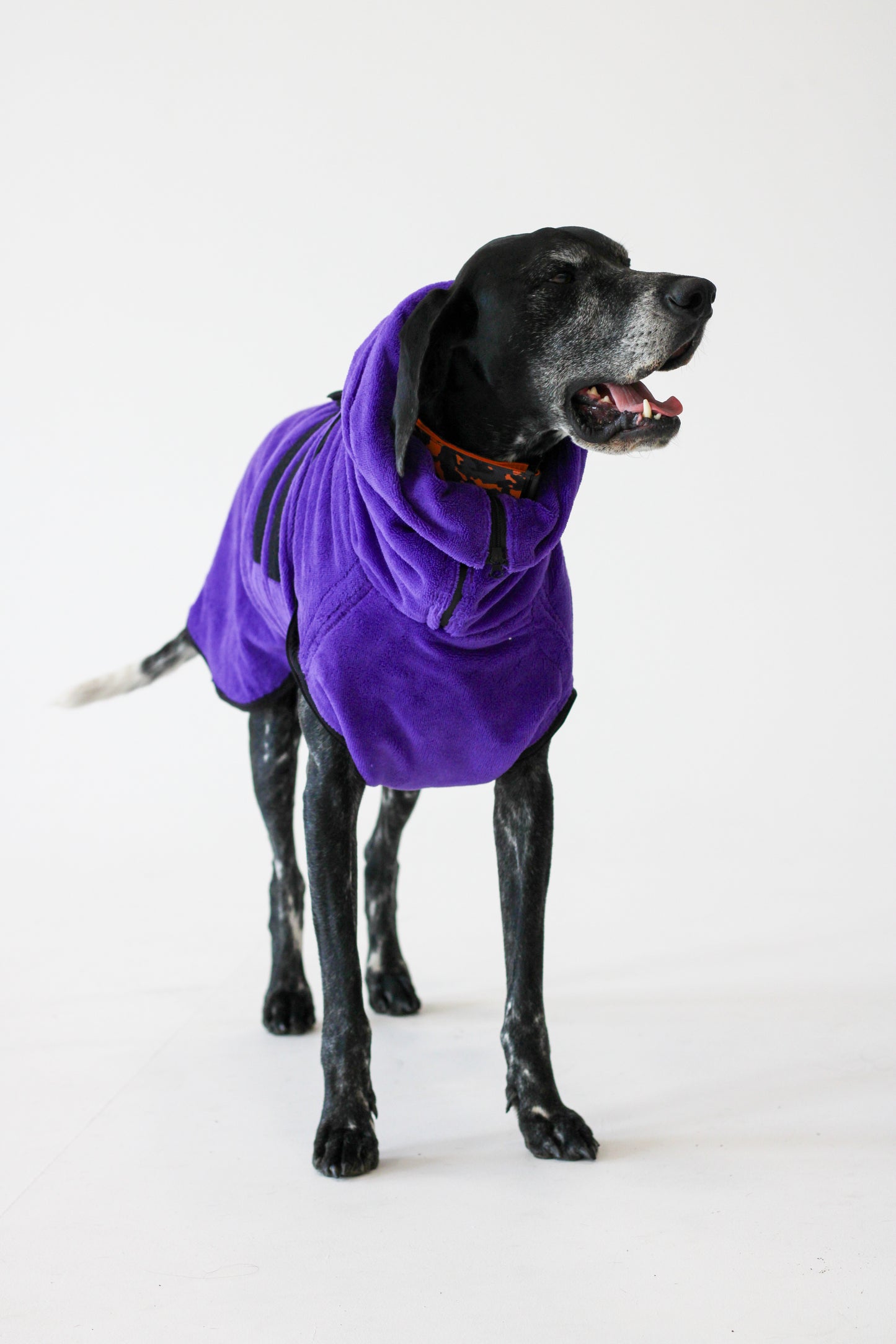 Pathfinder Dog Drying Coat - Royal Purple