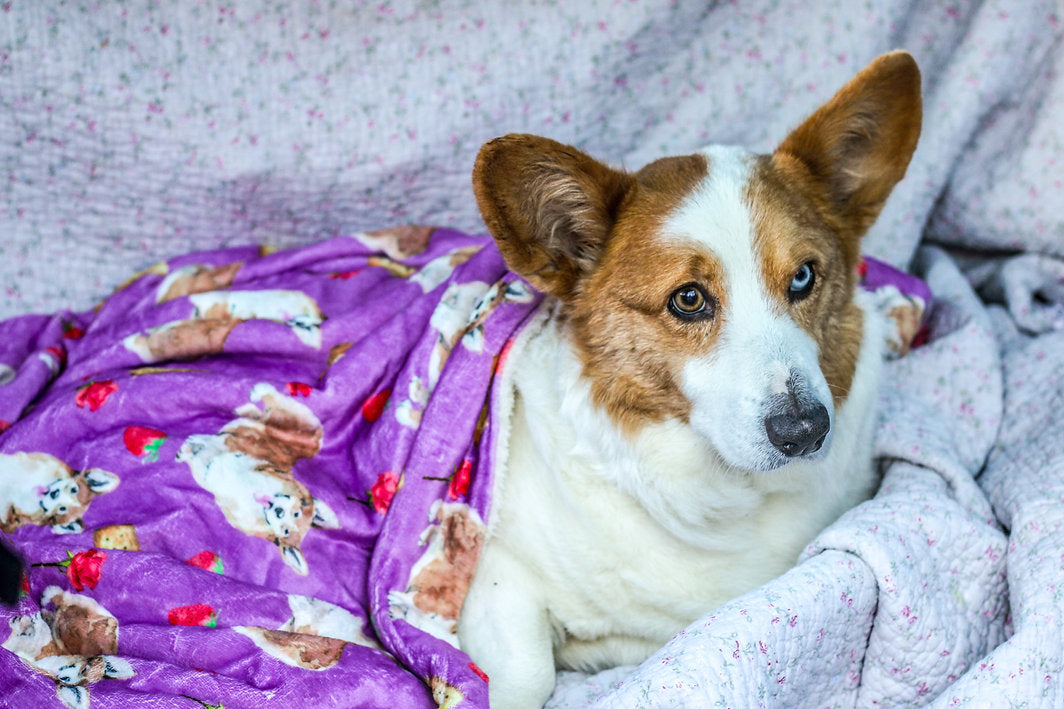 Strawberry Corgi Dog blanket